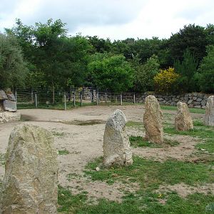 Black rhinos exhibit