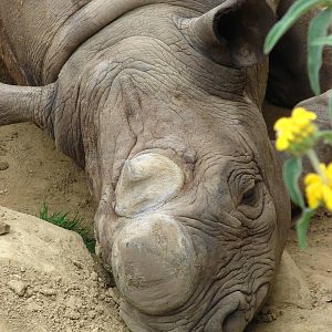 Eastern black rhino (Diceros bicornis michaeli)