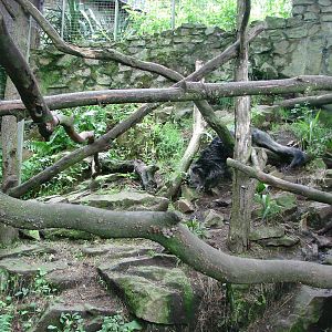 Binturongs exhibit