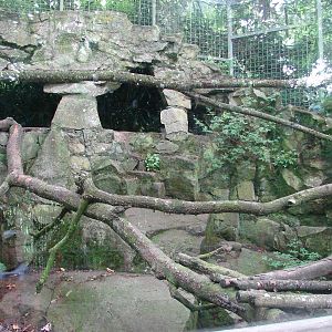 Malayan civets exhibit