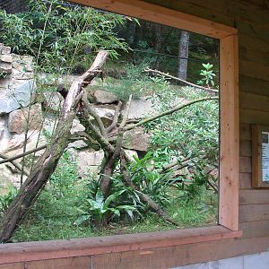 Old Owston's civets exhibit - Now treeshrew