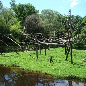 Geoffroy's spider monkeys