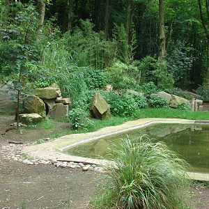 African penguins exhibit