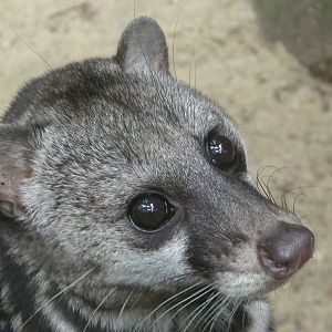 Malayan civet (Viverra tangalunga)