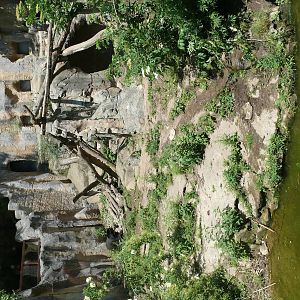 Spectacled bears and coatis exhibit