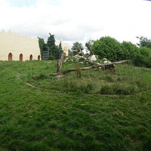 Cheetah exhibit