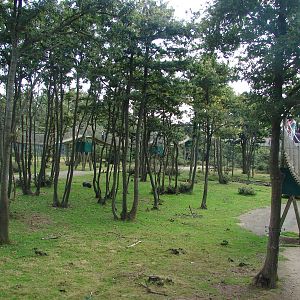 Rhesus macaques exhibit