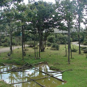 Rhesus macaques exhibit