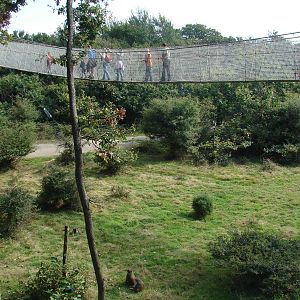 Rhesus macaques exhibit