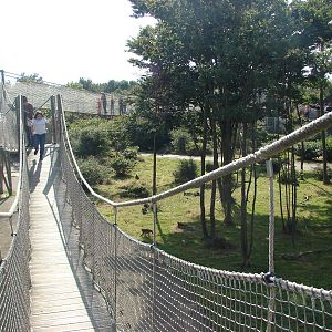 Rhesus macaques exhibit