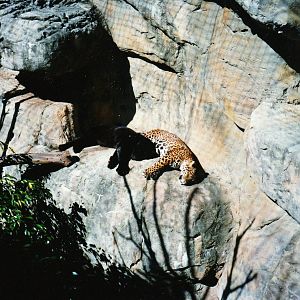 Old Taronga Zoo Photo - Jaguars July 1990