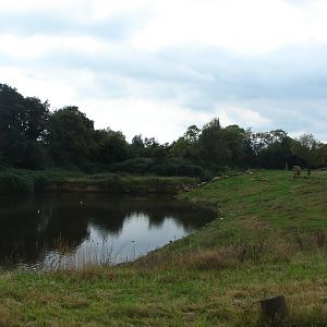 African elephants exhibits