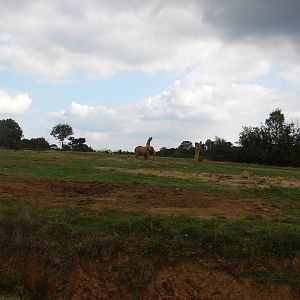 African elephants exhibits