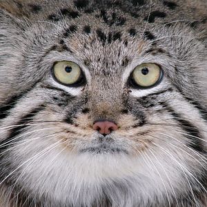 Pallas' Cat / Otocolobus manul manul (male)