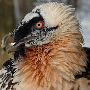 Gypaetus barbatus  / Bearded vulture (female)