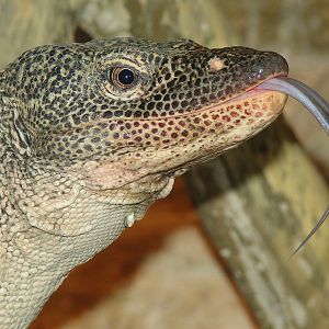 Varanus indicus  / Mangrove monitor (male)