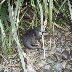 Otter Cub