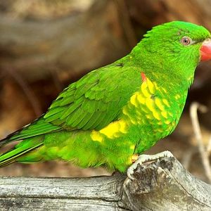 Scaly-breasted Lorikeet