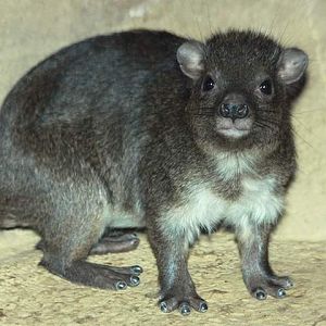 Southern Tree Hyrax