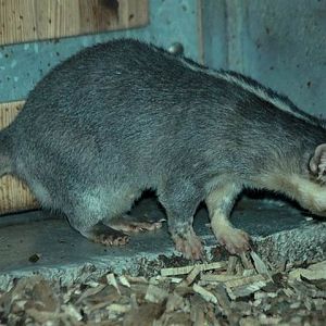 Chinese Ferret-badger