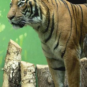 Malayan Tiger