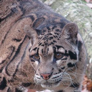 Clouded leopard (Neofelis nebulosa)