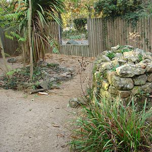 Bat-eared fox exhibit