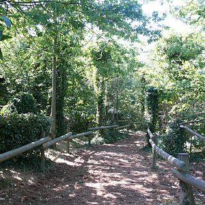 Squirrel monkeys walk-through exhibit
