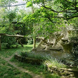 Clouded leopards exhibit