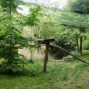 Clouded leopards exhibit