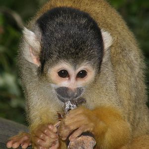 Bolivian squirrel monkey (Saimiri boliviensis)