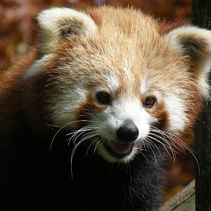 Red panda (Ailurus fulges)