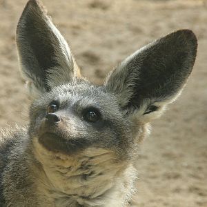 Bat-eared fox (Otocyon megalotis)