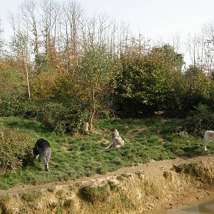 Mackenzie wolves exhibit