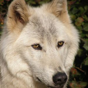 Mackenzie Wolf (Canis lupus occidentalis)