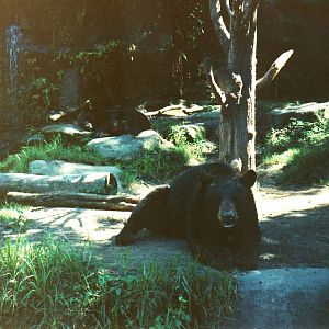Old Taronga Zoo Photo February 1990 - Black Bears