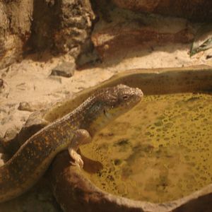 African gold skink
