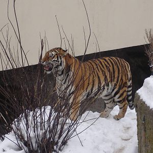 Amur Tiger