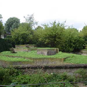 Asiatic lions exhibit