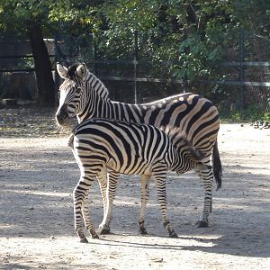 Champan's Zebra