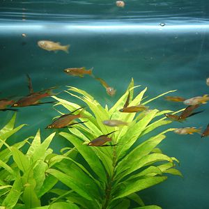 Threadfin rainbow fish and Forktail Blue-eye