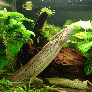 Marbled lungfish