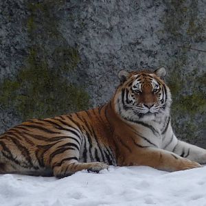 Amur Tiger