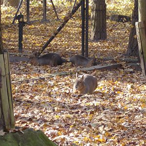 Patagonian Cavy