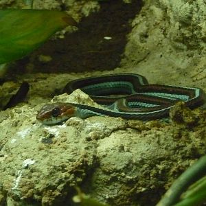 San Francisco gartersnake