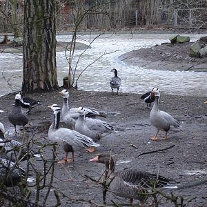 Bar-headed, Red-breasted, Emperor geese, Graylag and Barnacle goose