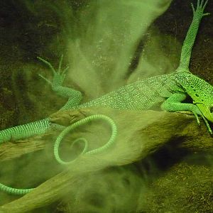 Emerald tree monitor