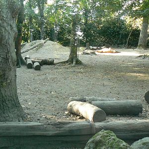 Spotted hyenas exhibit