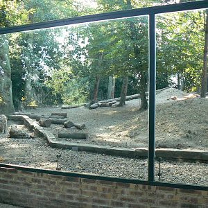Spotted hyenas exhibit
