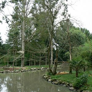 Eastern black and white colobus monkeys island